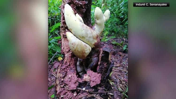 Giant ‘D-rex’ fungus found in China belongs to family dating back 65 million years